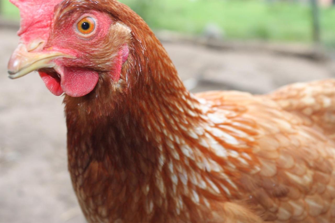 B&B 'T Hoogste Bornem Dış mekan fotoğraf